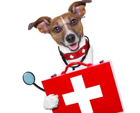 Il Pronto soccorso per i cani