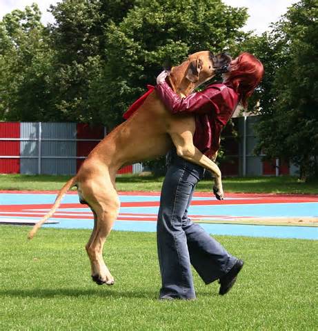 Quando il cane ci salta addosso