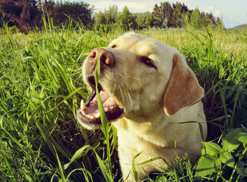 Perché a volte i cani mangiano l’erba?