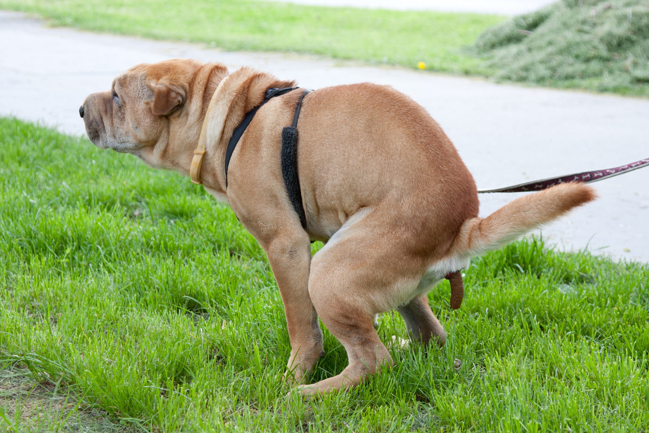 Come insegnare al cane a sporcare fuori