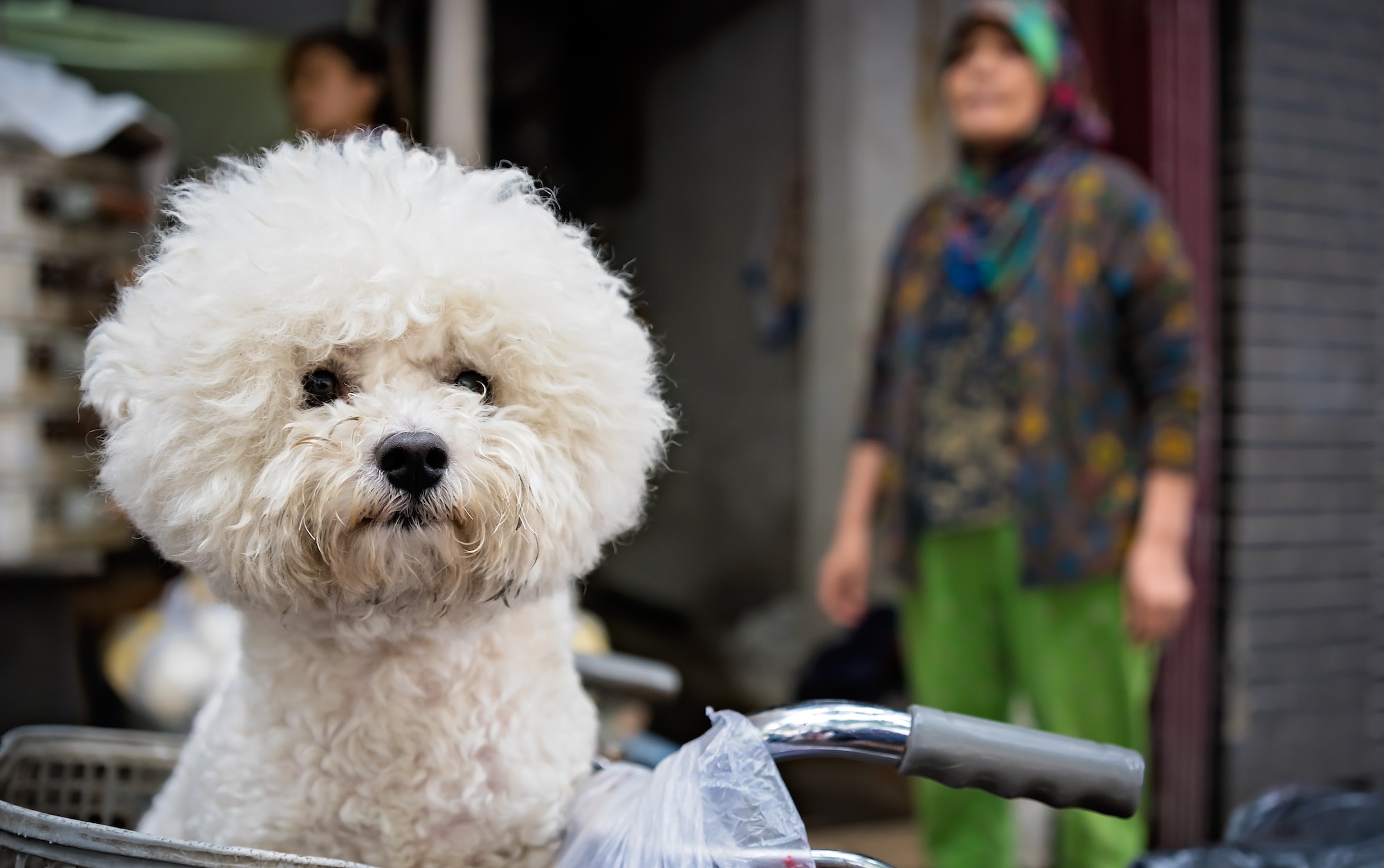 Closeup of a cute bichon frise dog in a bicycle basket under the sunlight