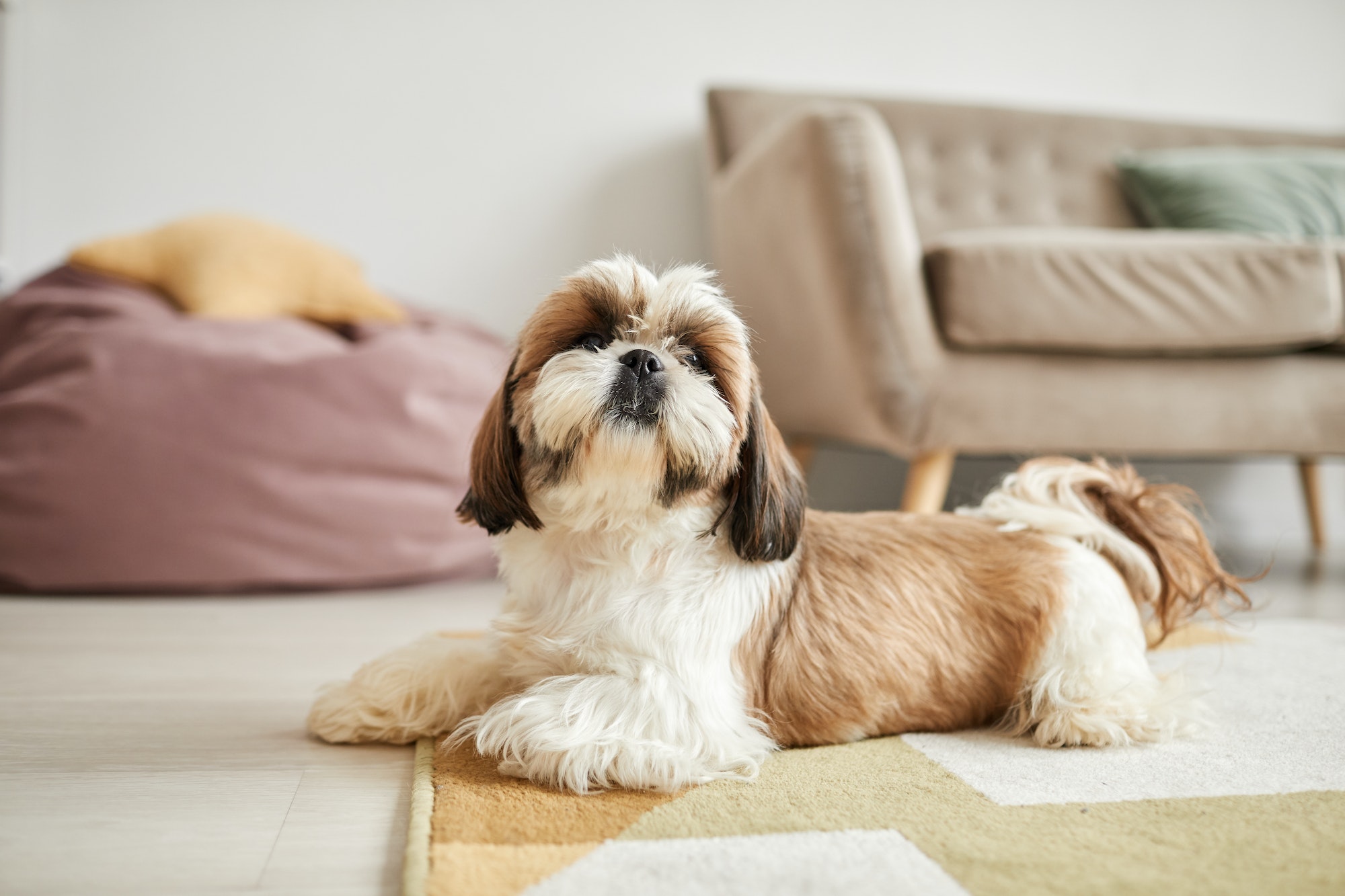 Cute Shi Tsu Dog At Home