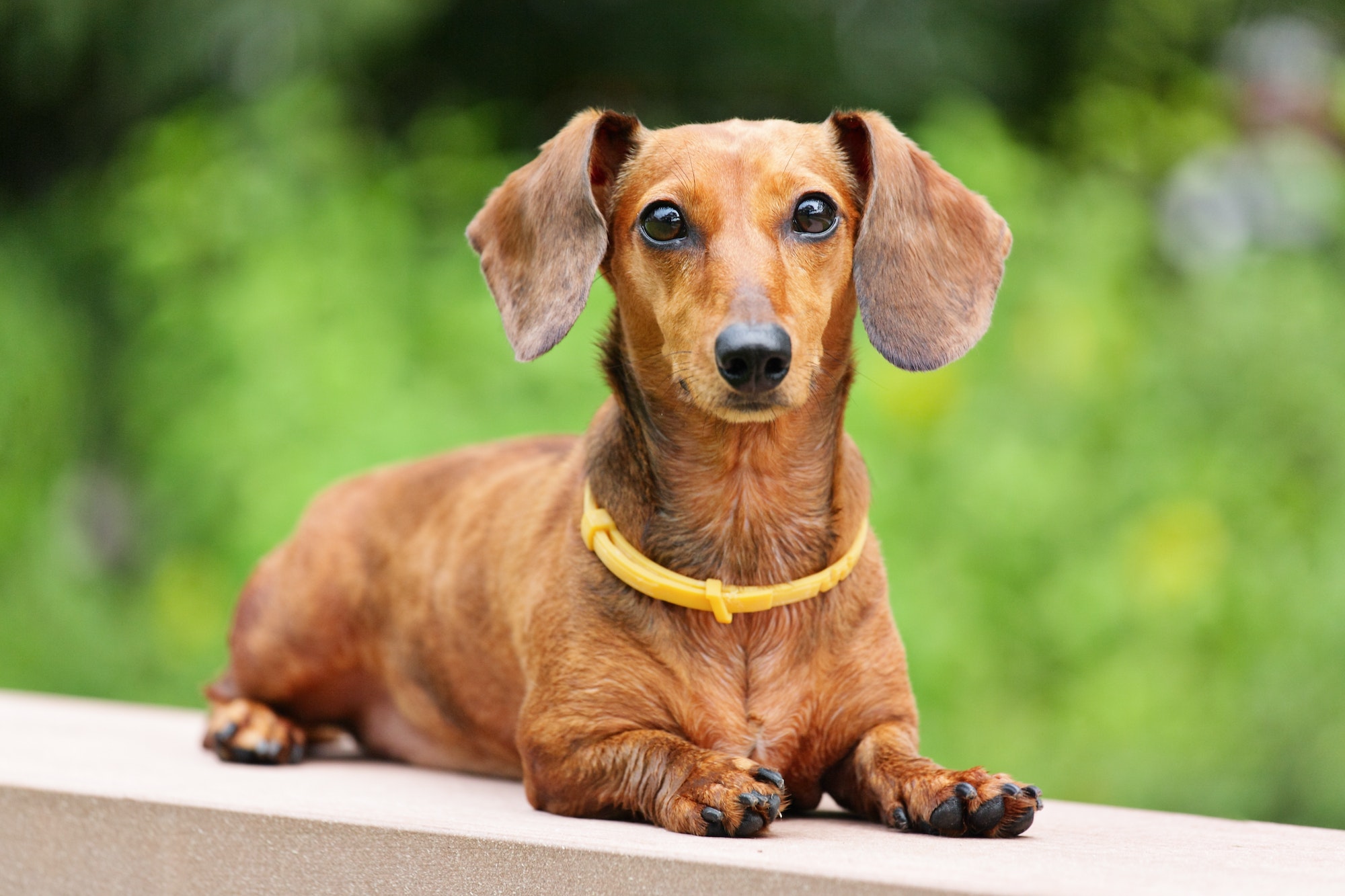 dachshund