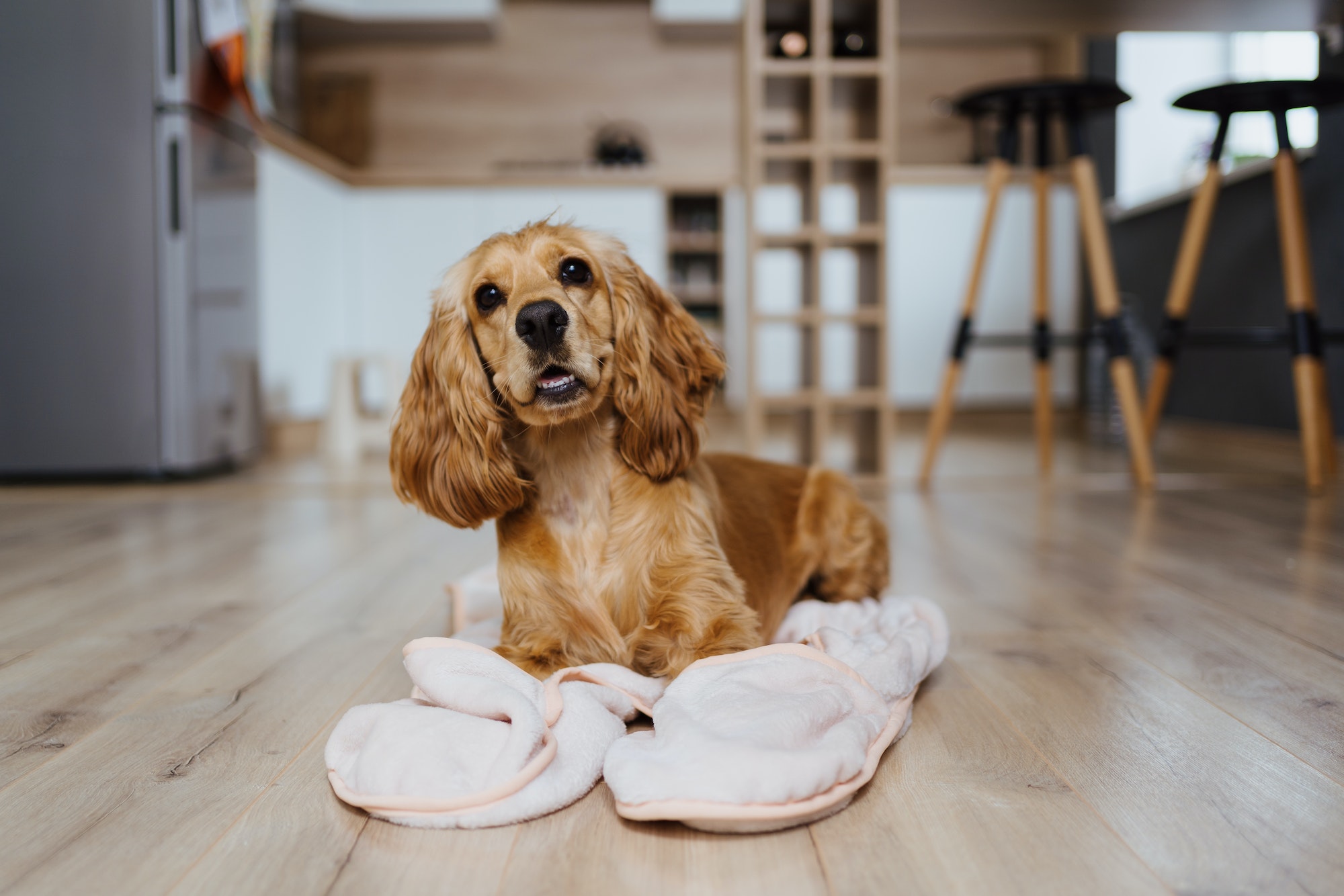 Dog lying on a blanket at home in the kitchen