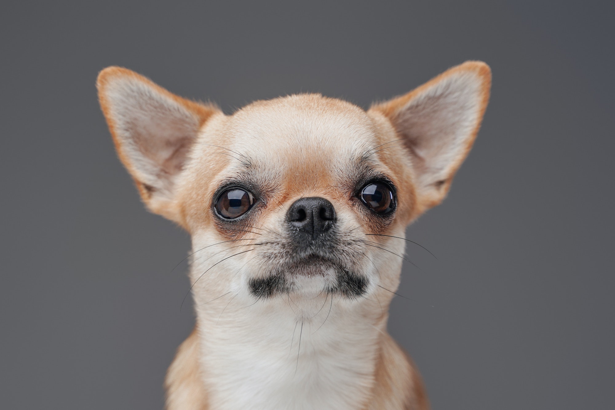 Headshot of lovable chihuhua dog with peach fur