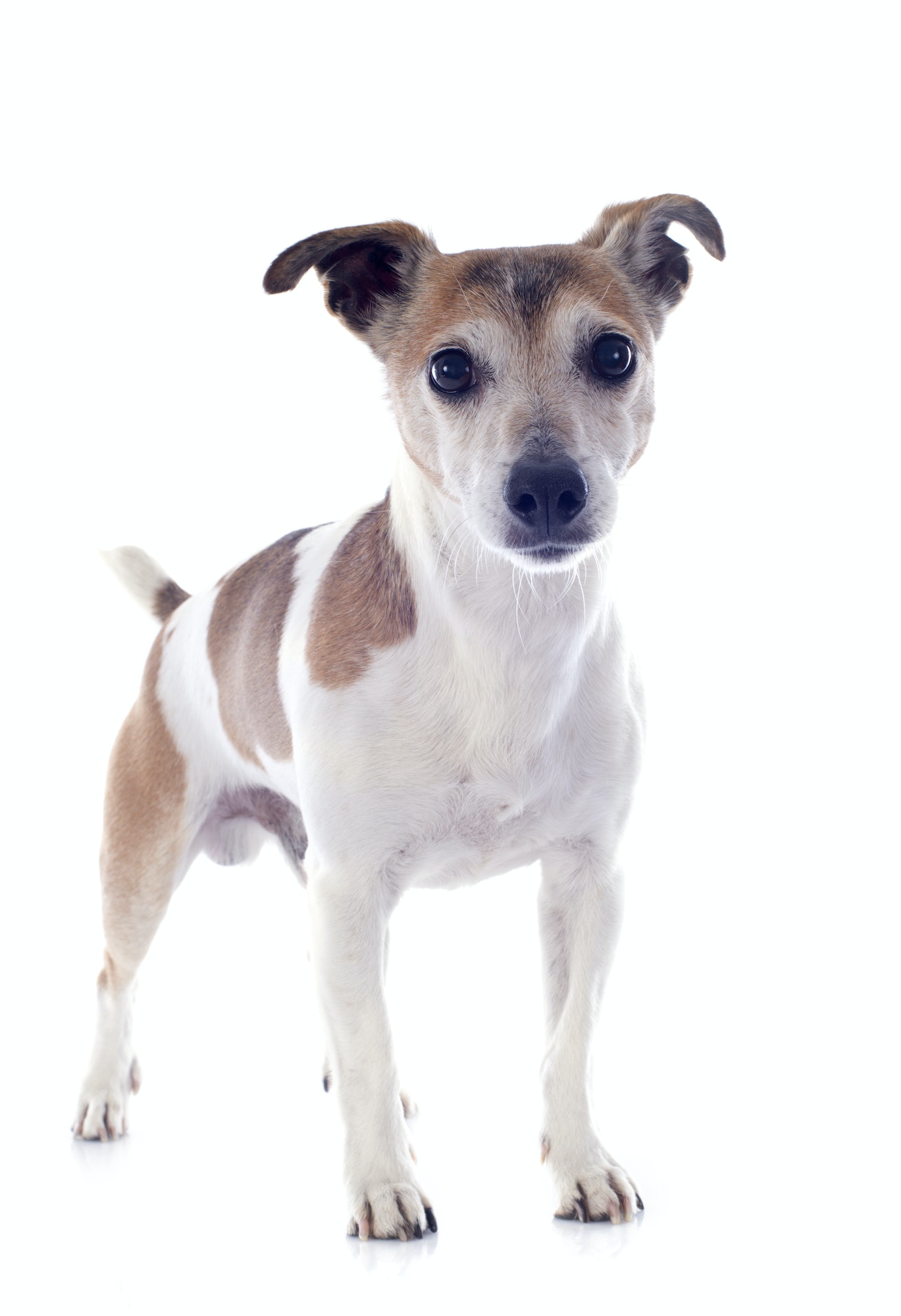 jack russel terrier