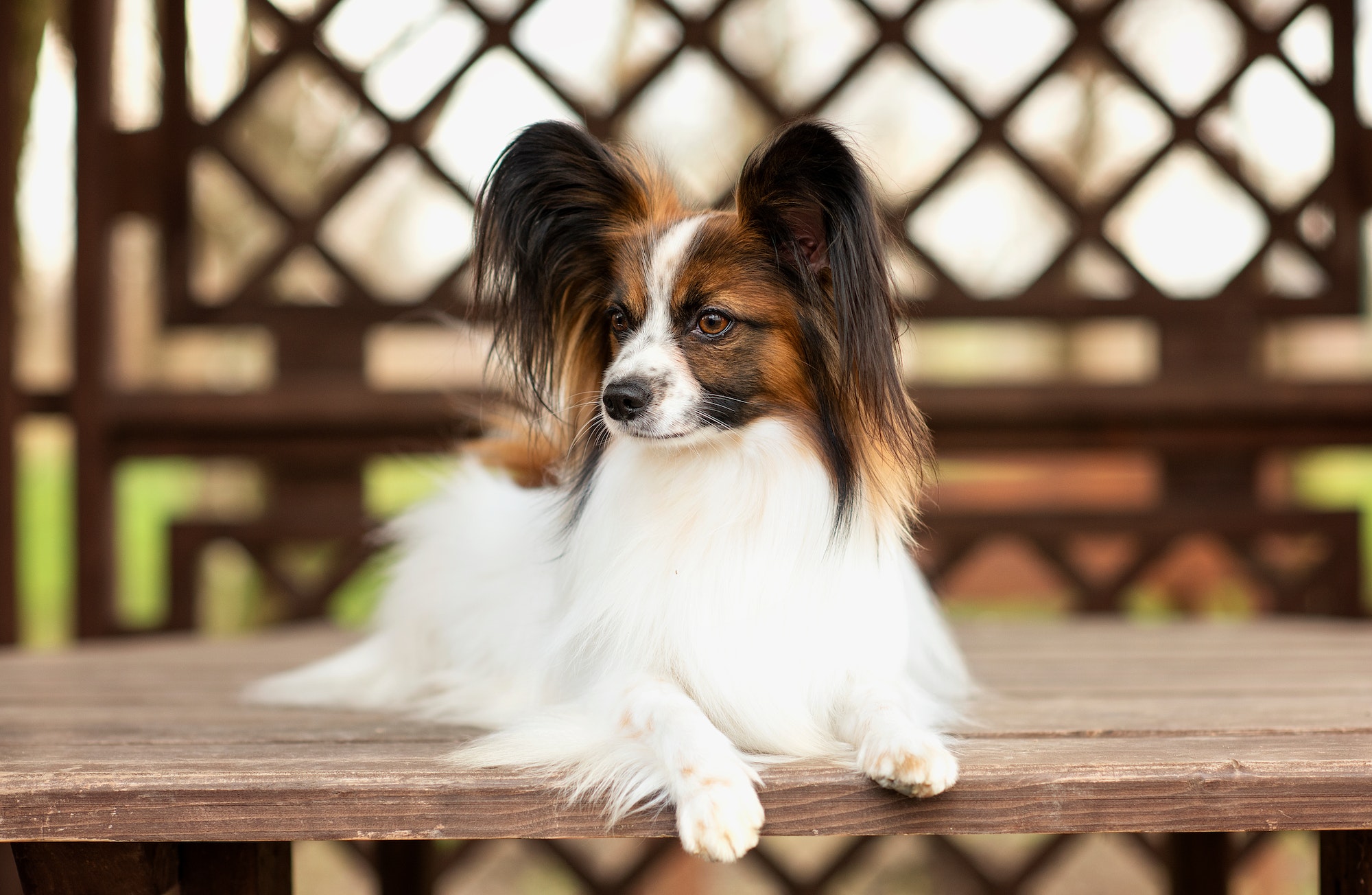 papillon dog with an award and a diploma in the spring for a walk in nature