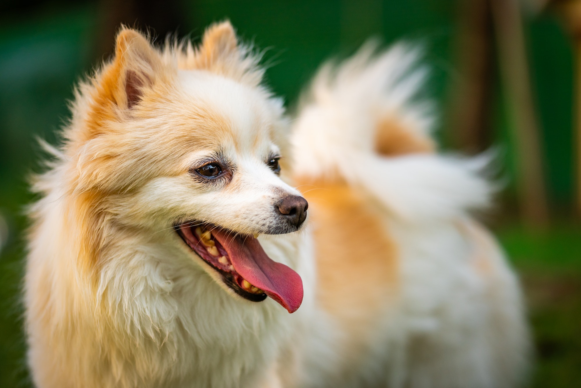 Pomeranian dog with tongue out closeup portrait